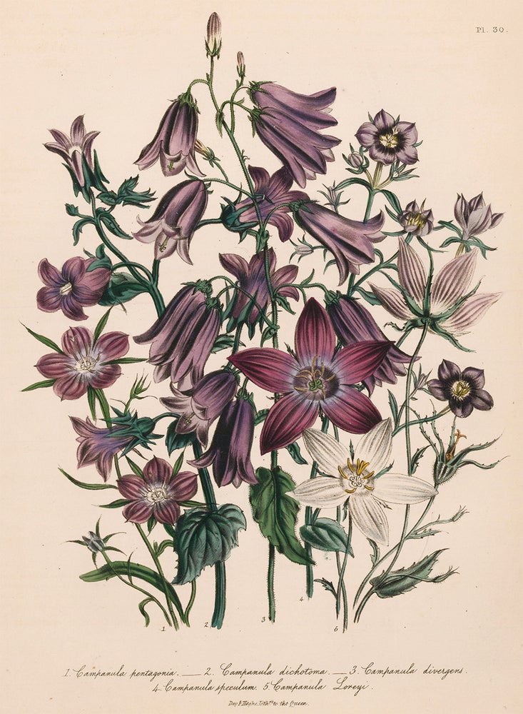 Item nr. 153543 Campanula pentagonia, Campanula dichotoma, Campanula divergens... The Ladies' Flower Garden of Ornamental Annuals. Jane Loudon.