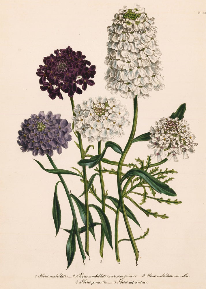 Item nr. 153544 Iberis umbellata, Iberis umbellata var sanguinea, Iberis umbellata var alba... The Ladies' Flower Garden of Ornamental Annuals. Jane Loudon.
