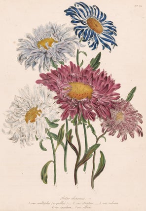 Item nr. 153545 Aster chinensis... The Ladies' Flower Garden of Ornamental Annuals. Jane Loudon