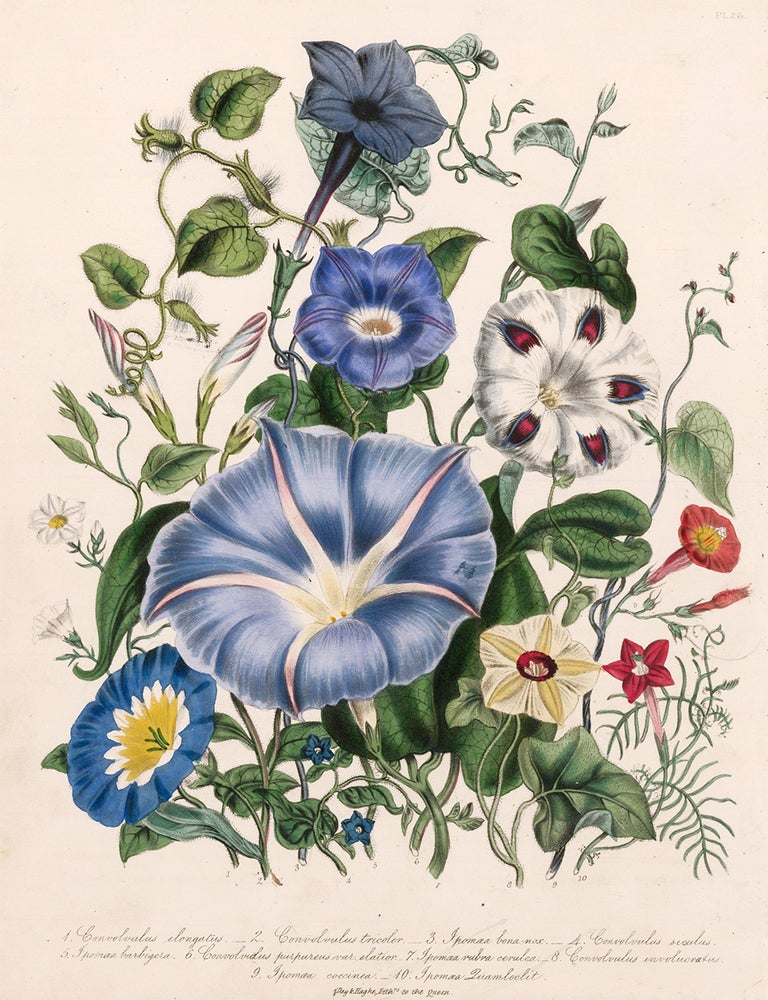 Item nr. 153546 Convolvulus elongatus, Covolvulus tricolor, Ipomea bona nox... The Ladies' Flower Garden of Ornamental Annuals. Jane Loudon.