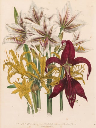 Item nr. 153548 Amaryllis breviflora, Lyconus aurea, and Pyrilinion flanum. The Ladies' Flower...