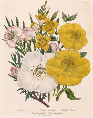 Item nr. 153550 Oenothera macrocarpa, Oenothera toracifolia, Oenothera Glauca... The Ladies'...
