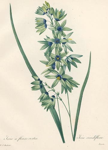 Item nr. 153607 Ixia Viridiflora. Choix Des Plus Belles Fleurs. Redoute.