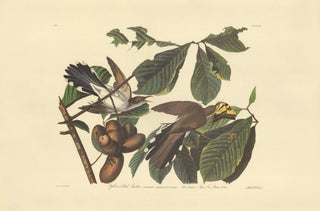 Item nr. 153835 Yellow-billed Cuckoo. John James Audubon