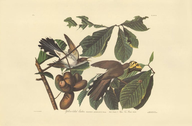 Item nr. 153835 Yellow-billed Cuckoo. John James Audubon.