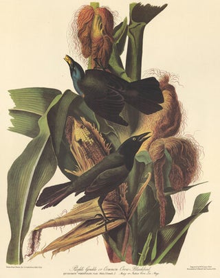 Item nr. 153839 Purple Grackle. John James Audubon