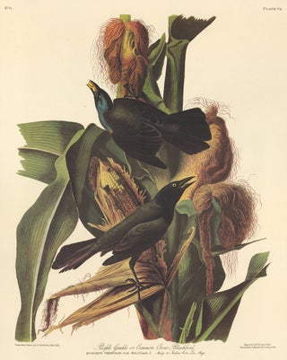 Purple Grackle.