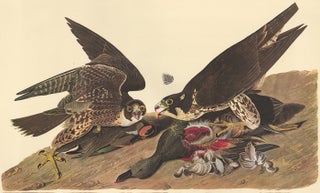 Item nr. 153841 Great-footed Hawk. John James Audubon