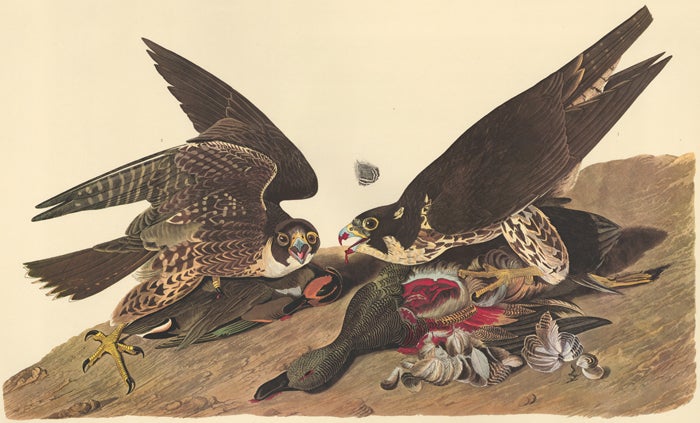Item nr. 153841 Great-footed Hawk. John James Audubon.
