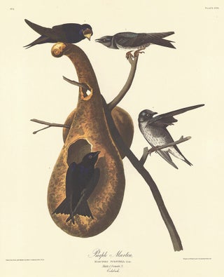 Item nr. 153842 Purple Martin. John James Audubon
