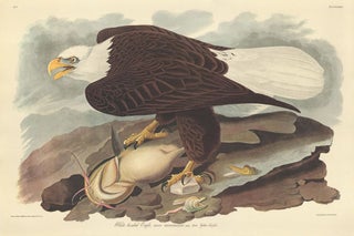 Item nr. 153844 White-headed Eagle. John James Audubon