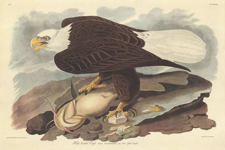 Item nr. 153844 White-headed Eagle. John James Audubon.