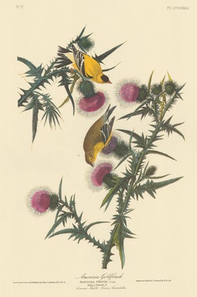 Item nr. 153845 American Goldfinch/Yellow Bird. John James Audubon