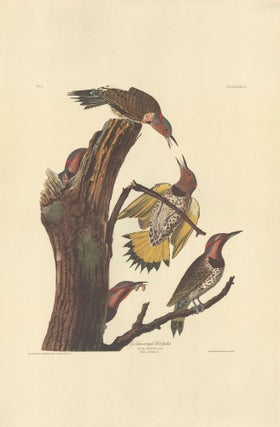 Item nr. 153846 Golden-winged Woodpecker. John James Audubon