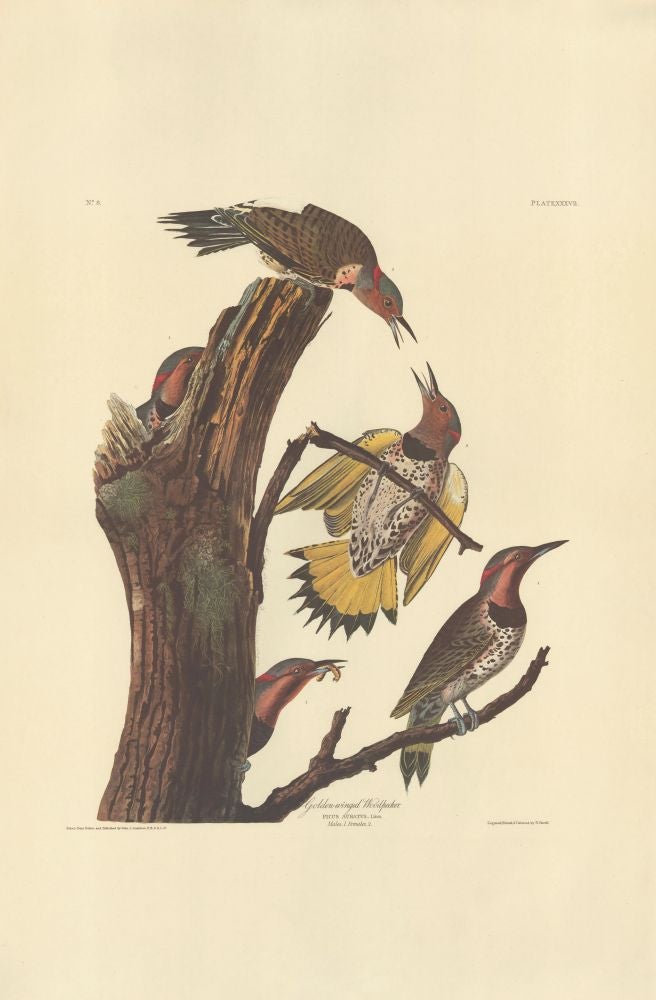 Item nr. 153846 Golden-winged Woodpecker. John James Audubon.