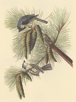 Item nr. 153847 Crested Titmouse. John James Audubon