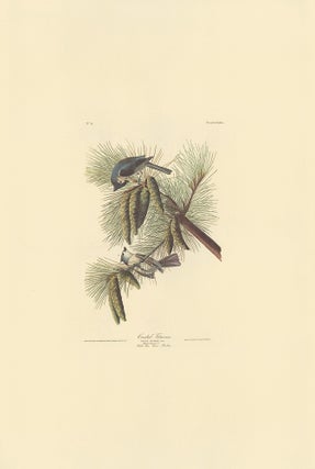 Crested Titmouse.