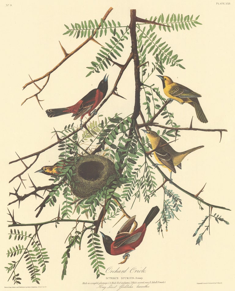Item nr. 153849 Orchard Oriole. John James Audubon.
