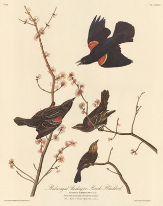 Item nr. 153857 Red Winged Starling. John James Audubon