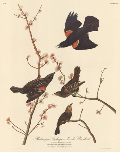 Item nr. 153857 Red Winged Starling. John James Audubon.