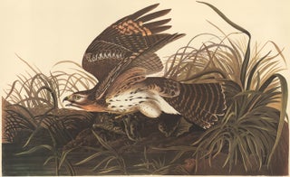 Item nr. 153858 Winter Hawk. John James Audubon