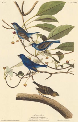 Item nr. 153859 Indigo Bird. John James Audubon
