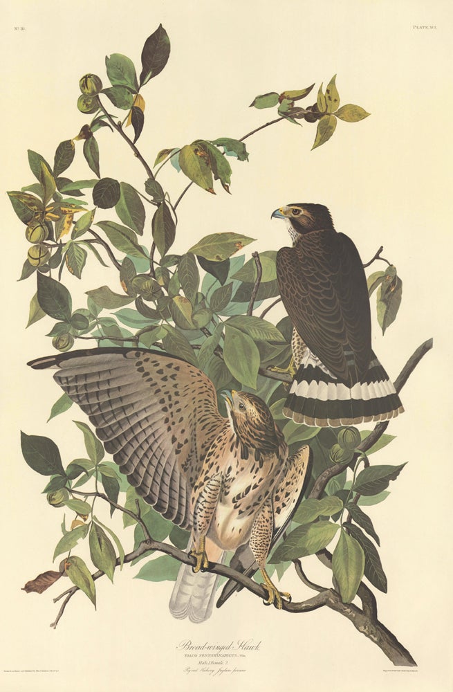 Item nr. 153862 Broad-winged Hawk. John James Audubon.