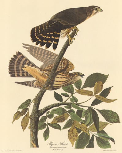 Item nr. 153863 Pigeon Hawk. John James Audubon.