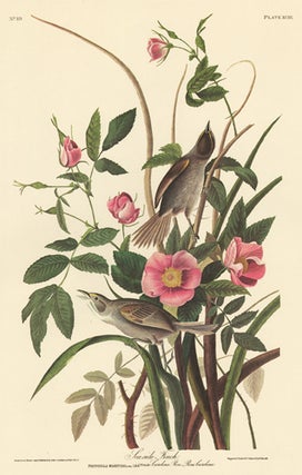 Item nr. 153864 Sea Side Finch. John James Audubon