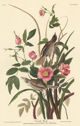 Item nr. 153864 Sea Side Finch. John James Audubon.