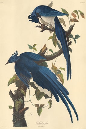 Item nr. 153866 Columbia Jay. John James Audubon