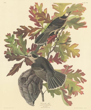 Item nr. 153870 Canada Jay. John James Audubon