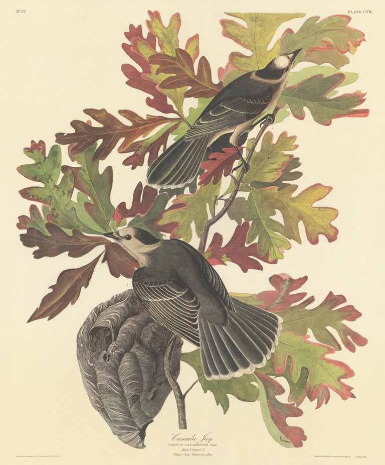 Item nr. 153870 Canada Jay. John James Audubon.