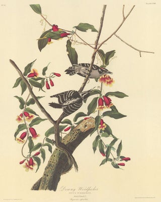 Item nr. 153871 Downy Woodpecker. John James Audubon