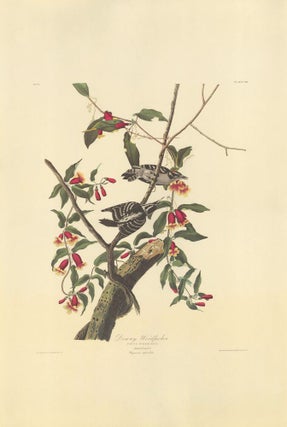 Downy Woodpecker.