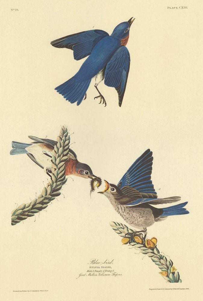 Item nr. 153872 Blue-bird. John James Audubon.