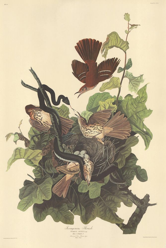 Item nr. 153873 Ferruginous Thrush. John James Audubon.