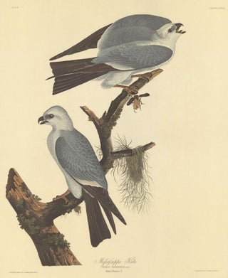 Item nr. 153874 Mississippi Kite. John James Audubon