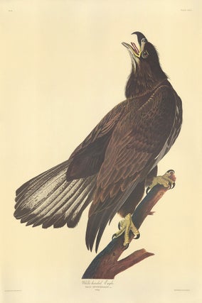 Item nr. 153875 White Headed Eagle. John James Audubon