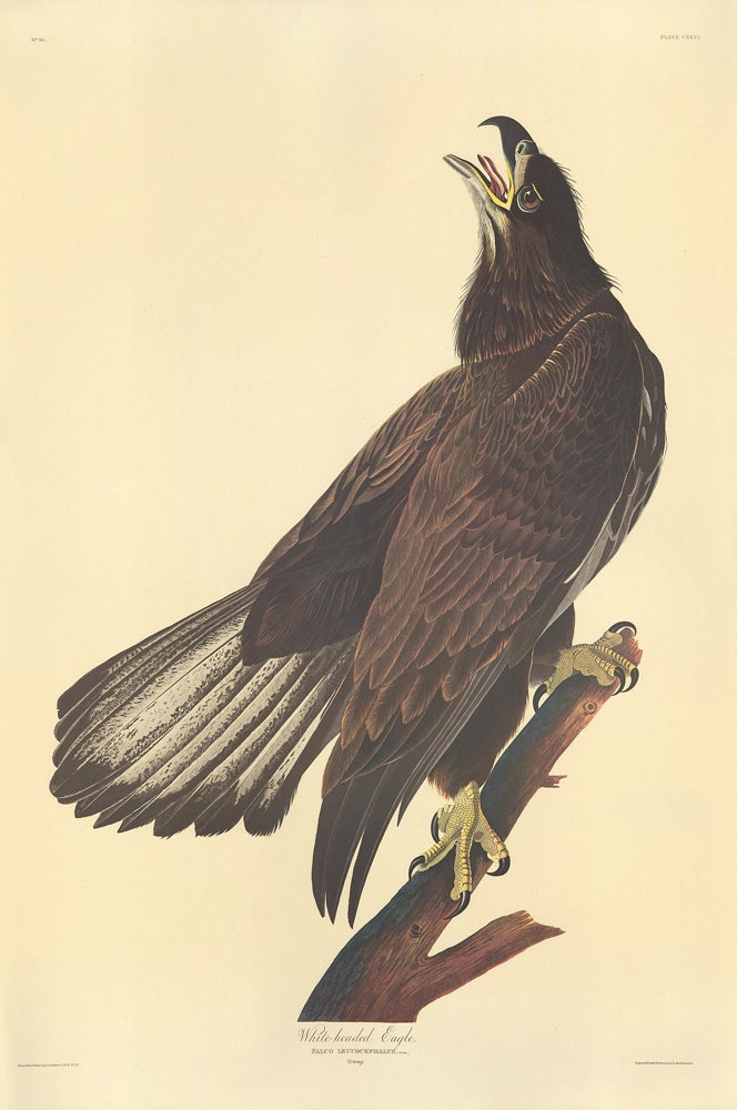 Item nr. 153875 White Headed Eagle. John James Audubon.