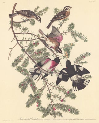 Item nr. 153876 Rose-breasted Grosbeak. John James Audubon