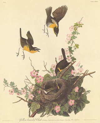 Item nr. 153879 Yellow-breasted Chat. John James Audubon
