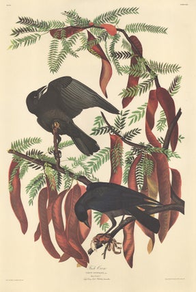 Item nr. 153882 Fish Crow. John James Audubon