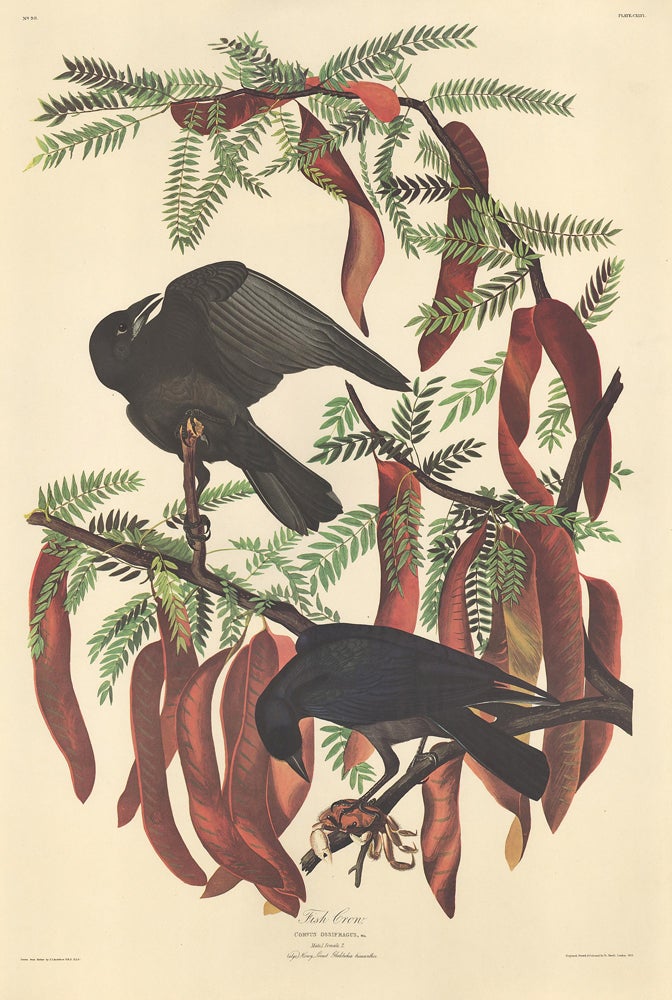 Item nr. 153882 Fish Crow. John James Audubon.