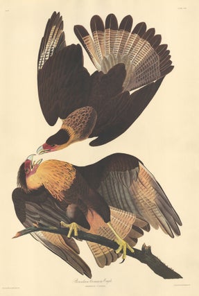 Item nr. 153887 Brasilian Caracara Eagle. John James Audubon