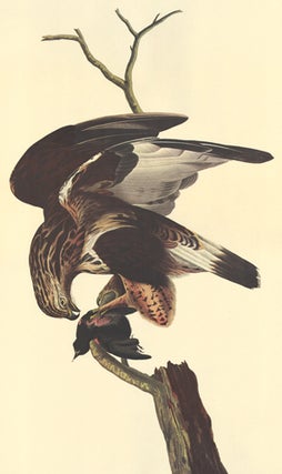 Item nr. 153888 Rough-legged Falcon. John James Audubon