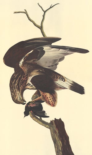 Item nr. 153888 Rough-legged Falcon. John James Audubon.