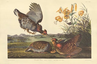 Item nr. 153891 Pinnated Grous. John James Audubon