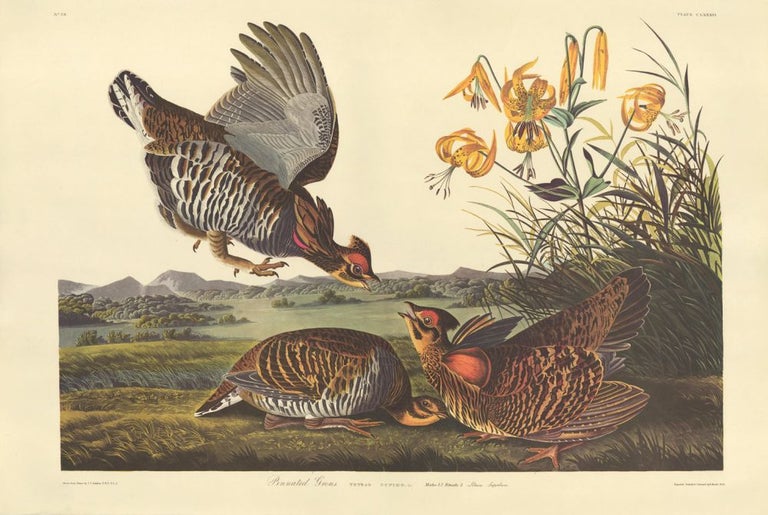 Item nr. 153891 Pinnated Grous. John James Audubon.