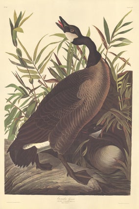 Item nr. 153893 Canada Goose. John James Audubon